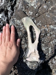 Phoca vitulina
