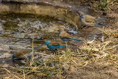 Uraeginthus cyanocephalus