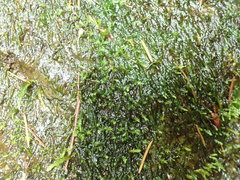 Hygrohypnum