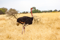 Struthio camelus massaicus
