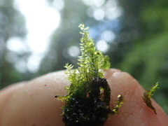 Hygrohypnum