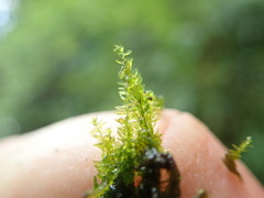 Hygrohypnum