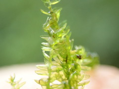 Hygrohypnum