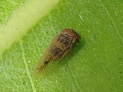 Ctenarytaina longicauda