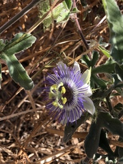 Passiflora pentaschista