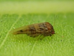 Ctenarytaina longicauda