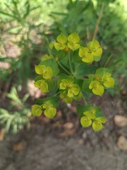 Euphorbia virgata