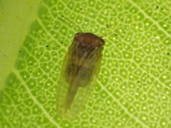 Ctenarytaina longicauda