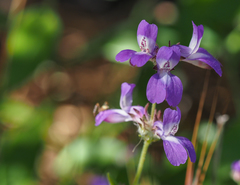 Collinsia concolor