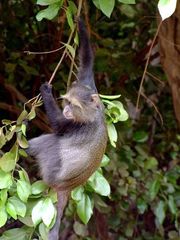 Cercopithecus mitis manyaraensis