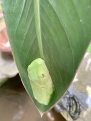 Agalychnis annae