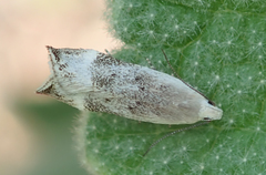 Coleotechnites invictella