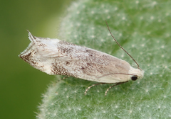 Coleotechnites invictella