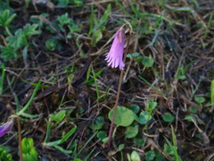 Soldanella