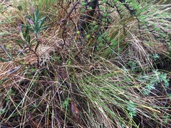 Carex exilis