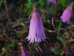 Soldanella