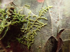 Frullania californica