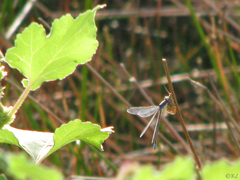 Archilestes californicus
