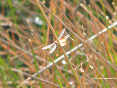Archilestes californicus