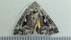 Syngrapha microgamma