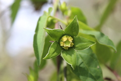 Gonolobus uniflorus