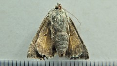 Syngrapha microgamma