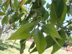 Ctenarytaina longicauda