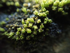 Plenogemma phyllantha