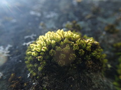 Plenogemma phyllantha