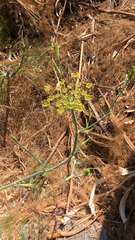 Foeniculum vulgare