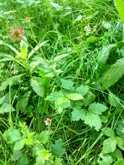 Geum urbanum