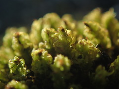 Plenogemma phyllantha