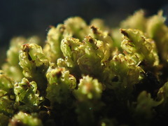 Plenogemma phyllantha