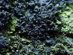 Blennothallia fecunda