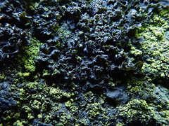 Blennothallia fecunda