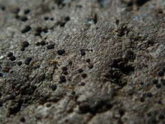 Arthonia phaeobaea