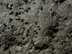 Arthonia phaeobaea