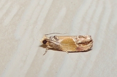 Eumarozia malachitana