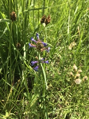 Penstemon cyananthus