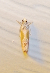 Eumarozia malachitana