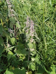 Leonurus quinquelobatus