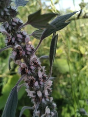 Leonurus quinquelobatus