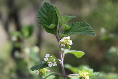 Lantana hirta