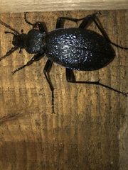Carabus caelatus