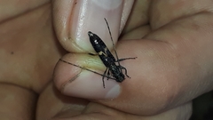 Heterachthes zapopana