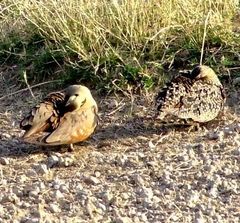 Pterocles gutturalis