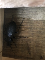 Carabus caelatus