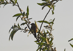 Motacilla tschutschensis
