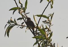 Motacilla tschutschensis