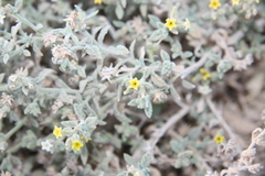 Heliotropium arbainense